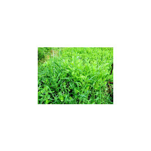 Alyce Clover Seed