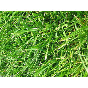 Argentine Bahia Coated