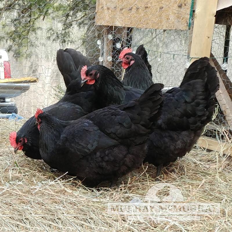 Black Australorp