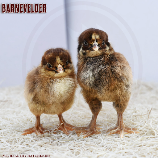 Barnevelder