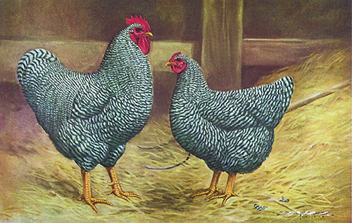 Barred Plymouth Rock