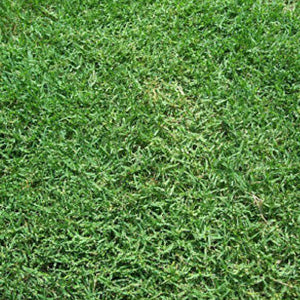 Common Bermuda Grass Hulled & Coated