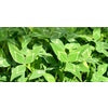 Blackhawk Arrowleaf Clover Seed Coated (Yuchi)