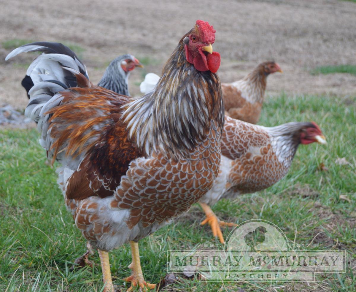 Blue Laced Red Wyandotte