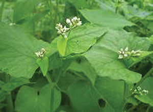 Buckwheat Seed