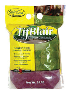 TifBlair Centipede