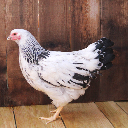 Columbian Wyandotte