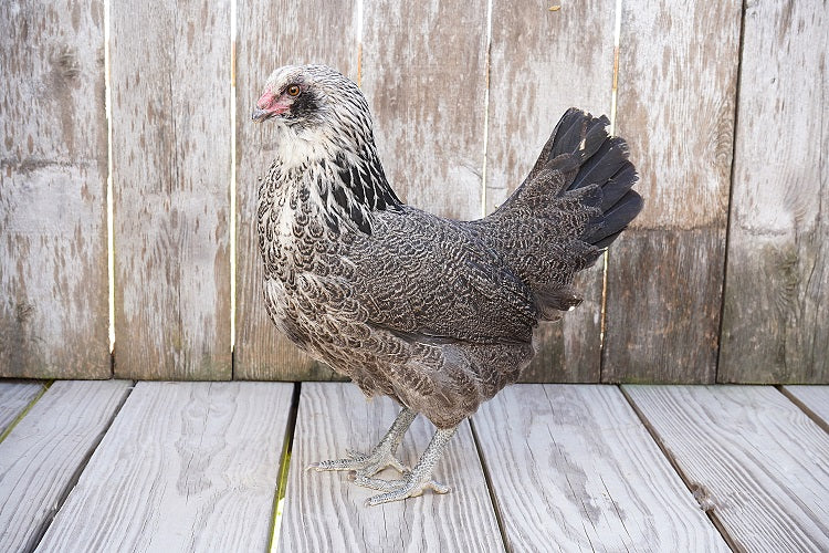 Easter Egger