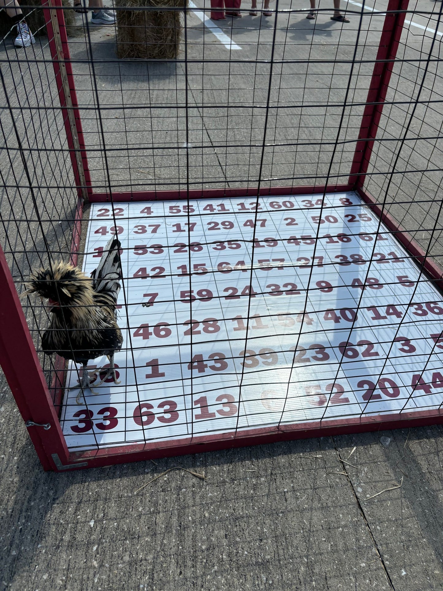 Chicken Poop Bingo