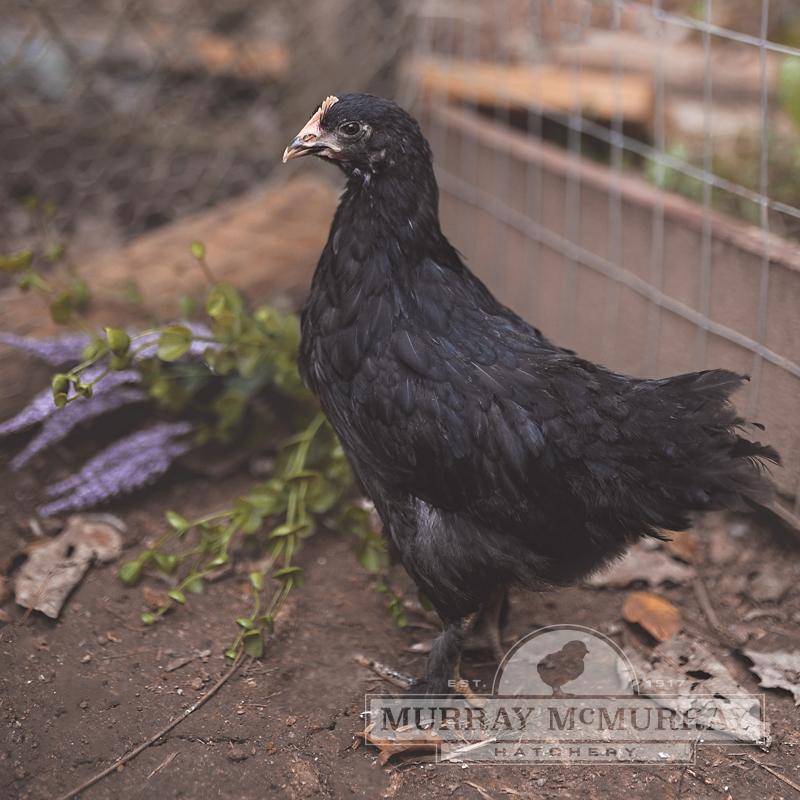 French Black Copper Maran