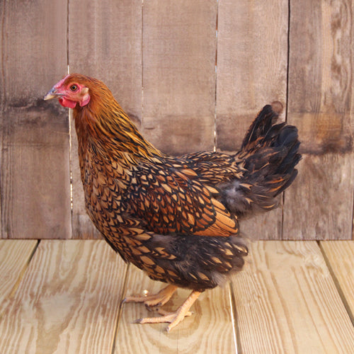 Golden Laced Wyandotte