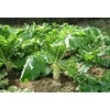 Daikon Radish Seed