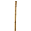 Bamboo Stakes
