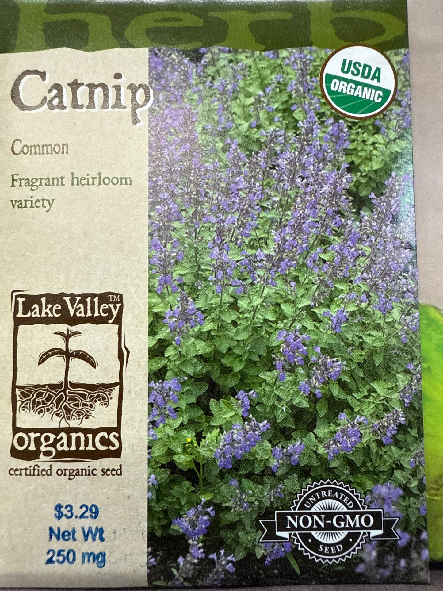 Catnip - Common