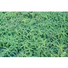 Aeschynomene Joint Vetch Seed Inoculated & Coated