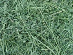 Alfalfa Hay Bale