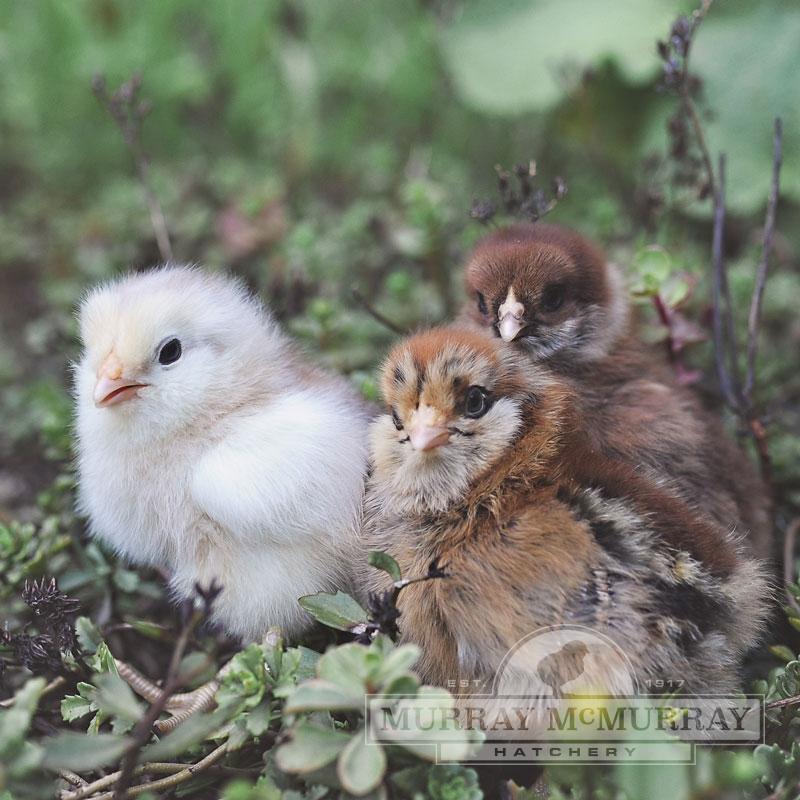Ameraucana