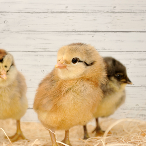 Chicks (LIVE)