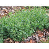 Austrian Winter Pea Seed