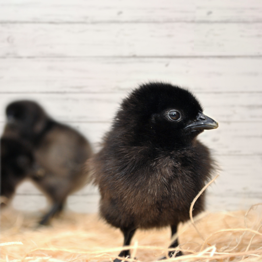 Ayam Cemani