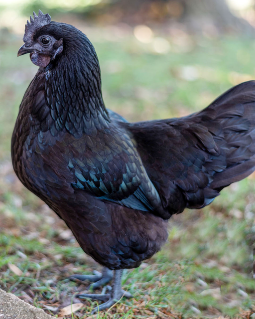 Ayam Cemani