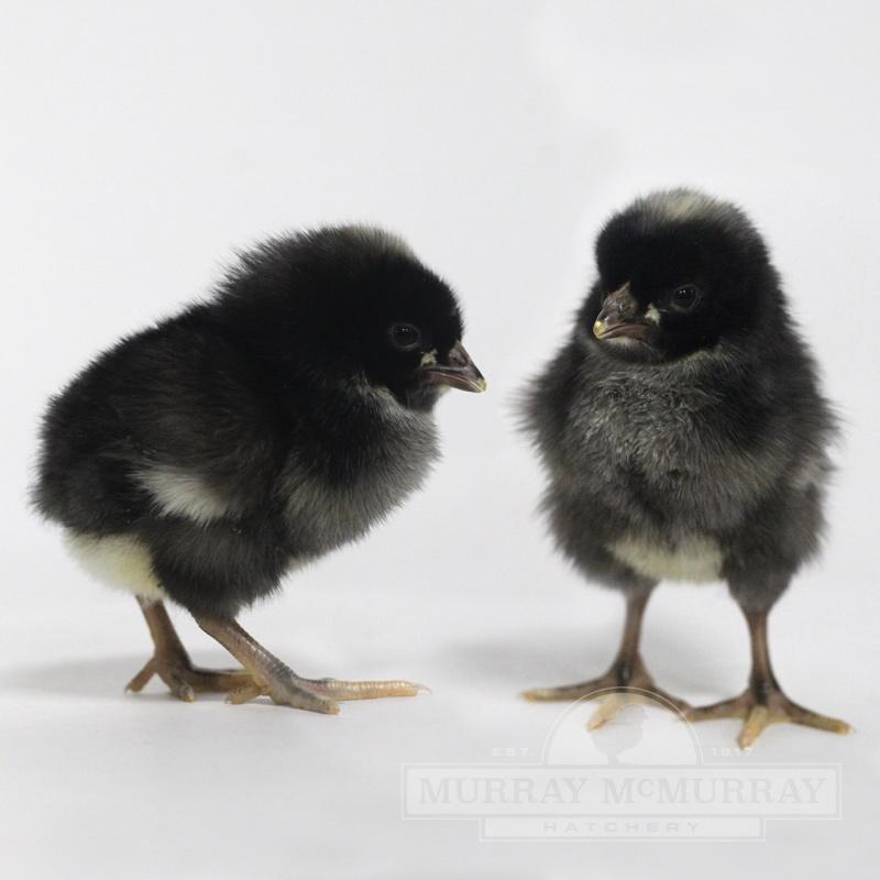 Barred Plymouth Rock