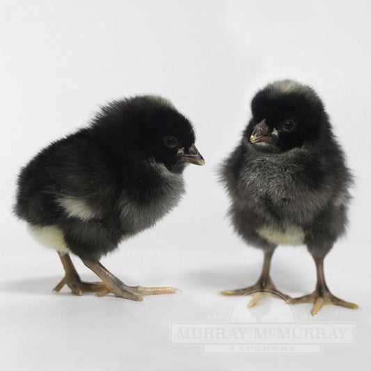 Barred Plymouth Rock