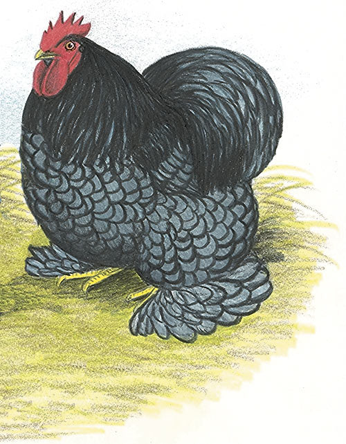 Cochins