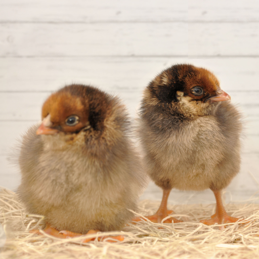 Chicks (LIVE)