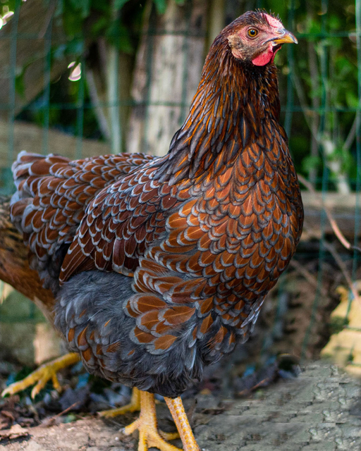 Chickens (LIVE)