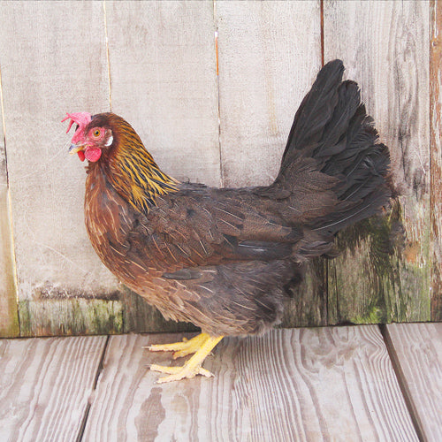 Brown Leghorn
