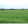 Brown Top Millet 50lbs