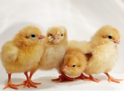 Buff Orpington