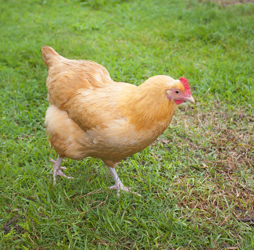 Buff Orpington