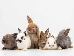 Rabbits (LIVE)