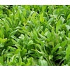 Chicory Seed