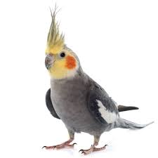 Cockatiels (LIVE)