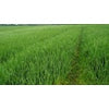 Coker Oats Seed