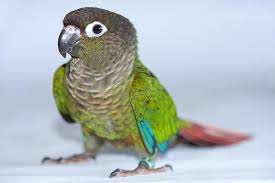 Conures (LIVE)