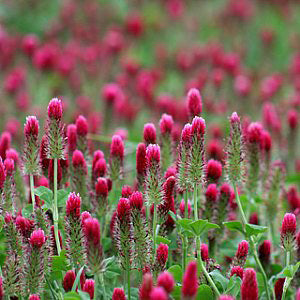 Clover, Crimson, Coated, Inoculated - 50lbs