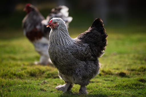 Brahmas