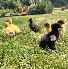 Ducks - Ducklings (LIVE)