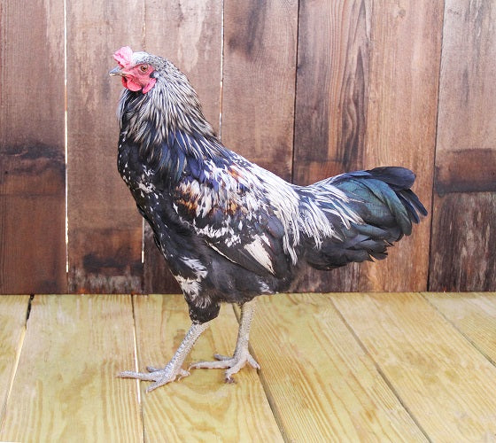 Easter Egger