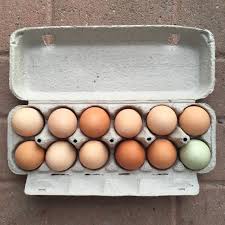 Fresh Eggs One Dozen
