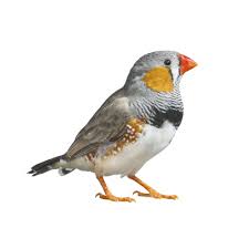 Finches (LIVE)