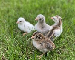 Guineas - Keets (LIVE)