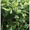 Iron & Clay Cow Pea Seed