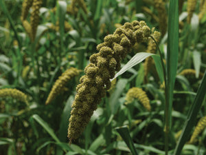 Japanese Millet 50lbs