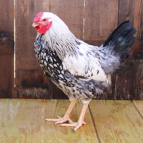 Silver Laced Wyandotte