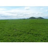 Ladino Clover Seed - White Clover Innoculated & Coated